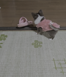 今村哲治ブリーダーからお迎えしたチワワ(ロング)：リオンちゃん