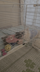 今村哲治ブリーダーからお迎えしたチワワ(ロング)：リオンちゃん