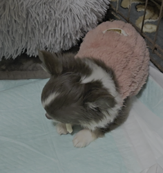 今村哲治ブリーダーからお迎えしたチワワ(ロング)：リオンちゃん