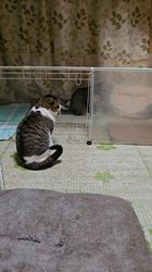 今村哲治ブリーダーからお迎えしたチワワ(ロング)：リオンちゃん