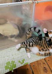 田中富子ブリーダーからお迎えしたチワワ(ロング)：カイルくん