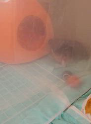 田中富子ブリーダーからお迎えしたチワワ(ロング)：カイルくん