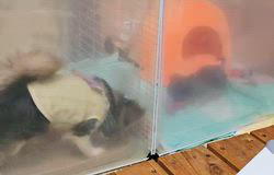 田中富子ブリーダーからお迎えしたチワワ(ロング)：カイルくん