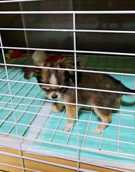 田中富子ブリーダーからお迎えしたチワワ(ロング)：カイルくん