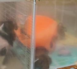 田中富子ブリーダーからお迎えしたチワワ(ロング)：カイルくん