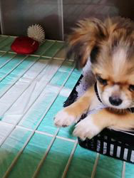 田中富子ブリーダーからお迎えしたチワワ(ロング)：カイルくん