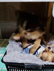 今村哲治ブリーダーからお迎えしたチワワ(ロング)：リオンちゃん