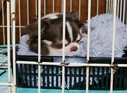 今村哲治ブリーダーからお迎えしたチワワ(ロング)：リオンちゃん