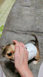 田中富子ブリーダーからお迎えしたチワワ(ロング)：カイルくん