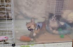 田中富子ブリーダーからお迎えしたチワワ(ロング)：カイルくん