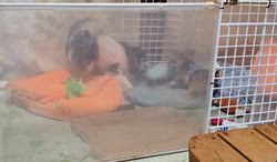 今村哲治ブリーダーからお迎えしたチワワ(ロング)：リオンちゃん