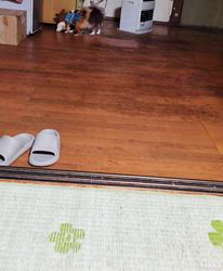 田中富子ブリーダーからお迎えしたチワワ(ロング)：カイルくん