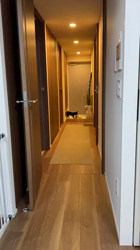 西岡芳隆ブリーダーからお迎えした柴犬：むぎちゃん