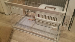 石橋さだ子ブリーダーからお迎えしたシーズー：まりもちゃん