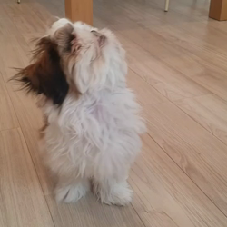 石橋さだ子ブリーダーからお迎えしたシーズー：まりもちゃん