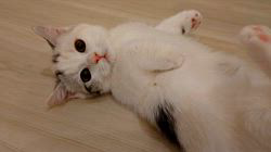 新名内一枝ブリーダーからお迎えしたマンチカン：茉鈴ちゃん