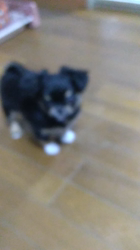 日比生容史子ブリーダーからお迎えしたチワワ(ロング)：きらくん