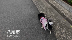 小林栄作ブリーダーからお迎えしたチワワ(ロング)：マロンちゃん