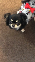 小林栄作ブリーダーからお迎えしたチワワ(ロング)：マロンちゃん