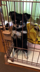 小林栄作ブリーダーからお迎えしたチワワ(ロング)：マロンちゃん