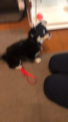 小林栄作ブリーダーからお迎えしたチワワ(ロング)：マロンちゃん