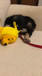 小林栄作ブリーダーからお迎えしたチワワ(ロング)：マロンちゃん