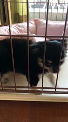 小林栄作ブリーダーからお迎えしたチワワ(ロング)：マロンちゃん