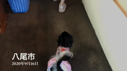 小林栄作ブリーダーからお迎えしたチワワ(ロング)：マロンちゃん