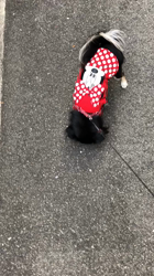 小林栄作ブリーダーからお迎えしたチワワ(ロング)：マロンちゃん