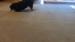 小林栄作ブリーダーからお迎えしたチワワ(ロング)：マロンちゃん