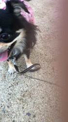 小林栄作ブリーダーからお迎えしたチワワ(ロング)：マロンちゃん