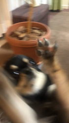 小林栄作ブリーダーからお迎えしたチワワ(ロング)：マロンちゃん