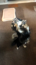 小林栄作ブリーダーからお迎えしたチワワ(ロング)：マロンちゃん