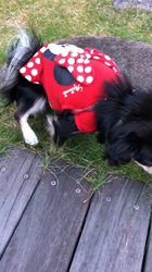 小林栄作ブリーダーからお迎えしたチワワ(ロング)：マロンちゃん