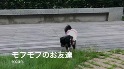 小林栄作ブリーダーからお迎えしたチワワ(ロング)：マロンちゃん