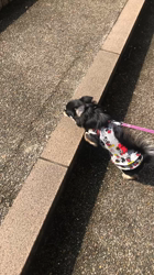 小林栄作ブリーダーからお迎えしたチワワ(ロング)：マロンちゃん