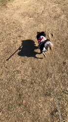 小林栄作ブリーダーからお迎えしたチワワ(ロング)：マロンちゃん