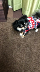 小林栄作ブリーダーからお迎えしたチワワ(ロング)：マロンちゃん