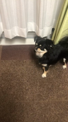 小林栄作ブリーダーからお迎えしたチワワ(ロング)：マロンちゃん