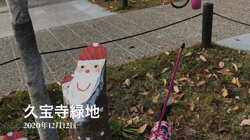 小林栄作ブリーダーからお迎えしたチワワ(ロング)：マロンちゃん