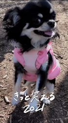 小林栄作ブリーダーからお迎えしたチワワ(ロング)：マロンちゃん