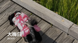 小林栄作ブリーダーからお迎えしたチワワ(ロング)：マロンちゃん