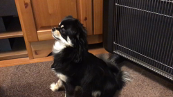 小林栄作ブリーダーからお迎えしたチワワ(ロング)：マロンちゃん