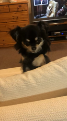 小林栄作ブリーダーからお迎えしたチワワ(ロング)：マロンちゃん