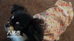 小林栄作ブリーダーからお迎えしたチワワ(ロング)：マロンちゃん