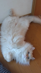 木津秀美ブリーダーからお迎えしたサイベリアン：むぎくん