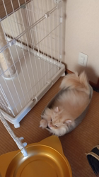 木津秀美ブリーダーからお迎えしたサイベリアン：まろくん