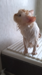 木津秀美ブリーダーからお迎えしたサイベリアン：むぎくん