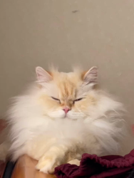 木津秀美ブリーダーからお迎えしたサイベリアン：まろくん