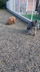 高野眞弓ブリーダーからお迎えしたトイプードル：あずきちゃん